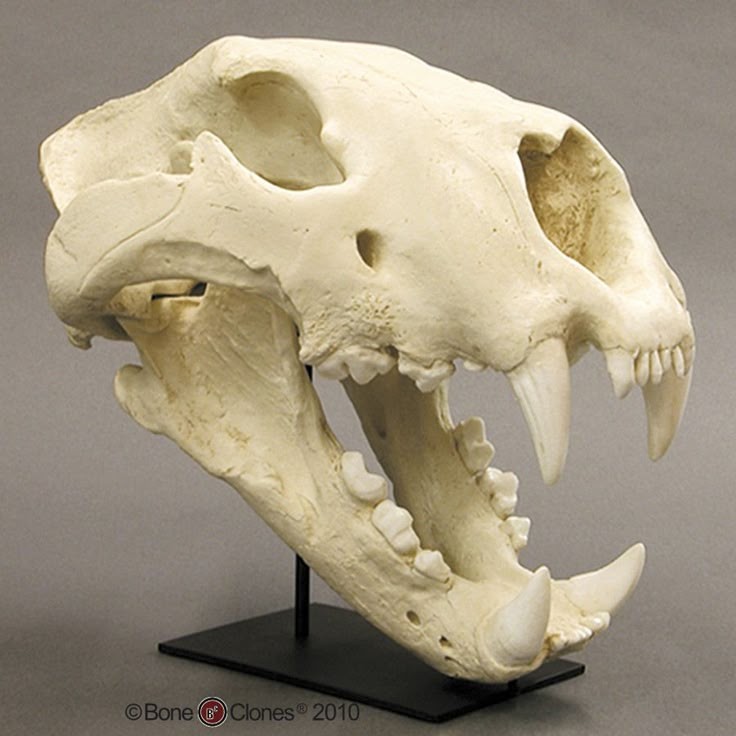 a closeup shot of a lion skull replica, mounted on a black stand. the skull is facing to the right, with the jaw slightly open, showcasing the sharp canine teeth.  the detailed bone structure and teeth are visible, highlighting the ferocious nature of this powerful predator.