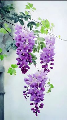 this is a painting of three clusters of purple wisteria flowers hanging down from a vine with green leaves. the style of the painting appears to be watercolor and the background is white.
