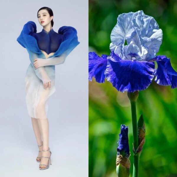 the image shows a woman wearing a blue and white dress that resembles a blue iris. the dress is made of thin fabric that appears to be flowing in the wind. the woman is standing against a white background. to the right is a photo of a blue iris, showing the flower and the stalk. the image highlights the inspiration for the dress and the beauty of nature.