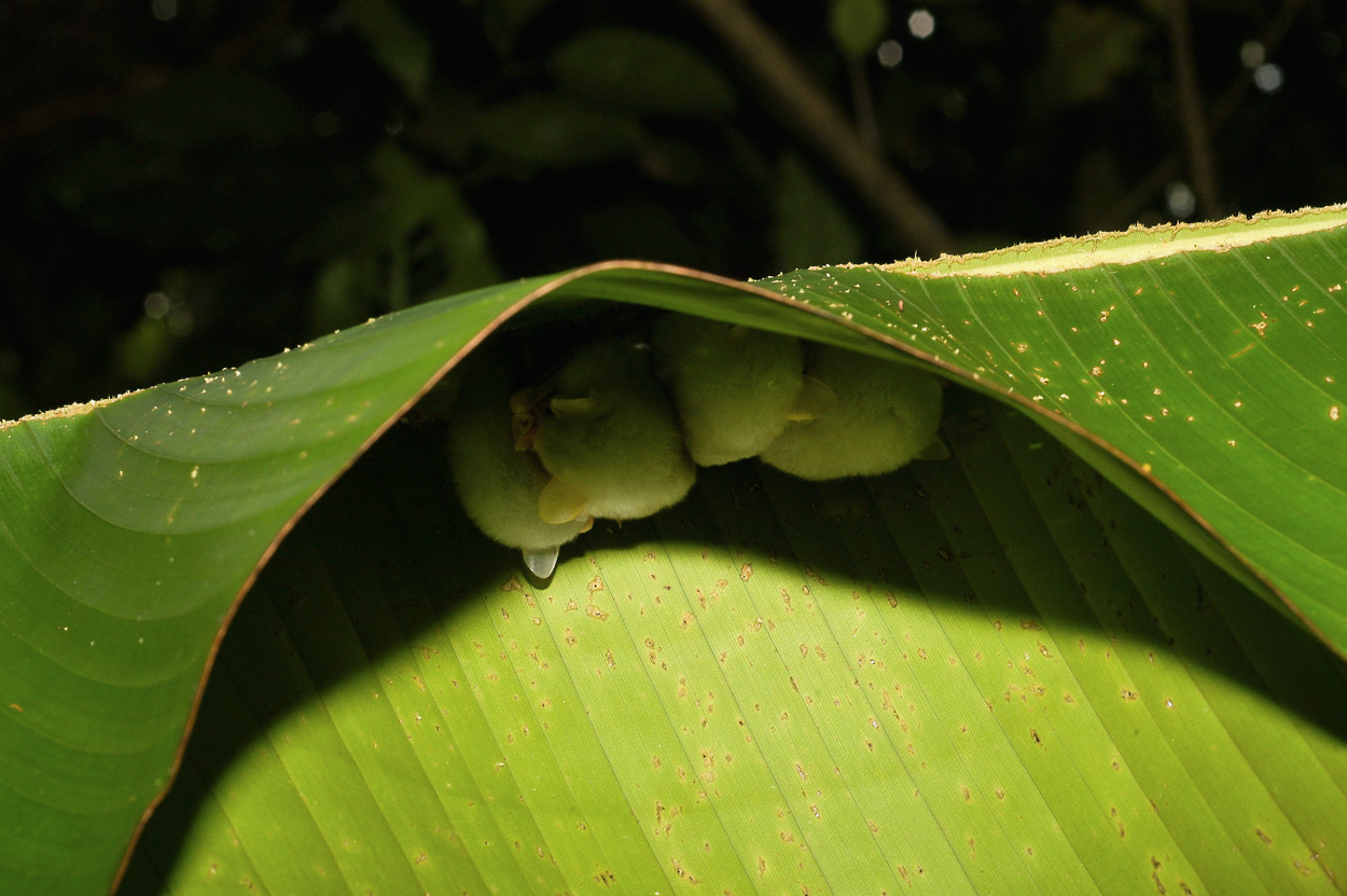 a closeup shot reveals a cluster of pale green bats nestled beneath a large, vibrant green banana leaf. the leaf's curvature creates a natural shelter for the bats, offering protection and shade.  the bats appear to be resting or sleeping, their furry bodies huddled together.  the background is a blurred but dark green, suggesting a rainforest or lush tropical environment. the leaf itself exhibits a subtle texture with tiny specks or blemishes visible on its surface. the image highlights the delicate balance and hidden wonders of the rainforest ecosystem.