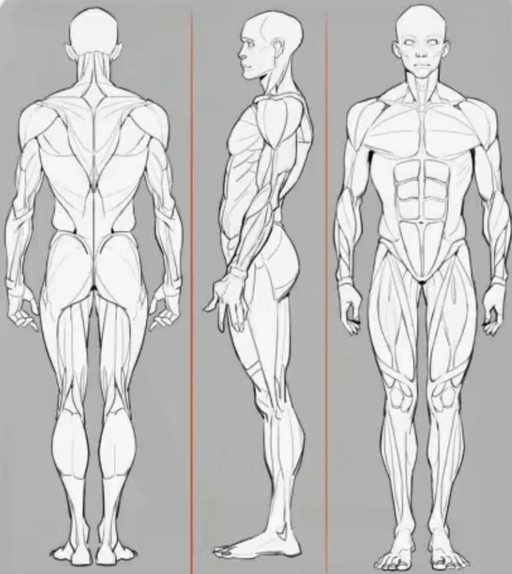 the image presents a detailed line drawing of the male human anatomy, showcasing the muscular system from three different viewpoints: back, side, and front. each view provides a clear representation of muscle groups and their arrangement in the body. the style is clean and precise, suitable for anatomical study or artistic reference for figure drawing.  the drawing is highly detailed, depicting the individual muscles with accuracy. the overall aesthetic is simple, focusing solely on the anatomical structure without additional shading or textural elements.