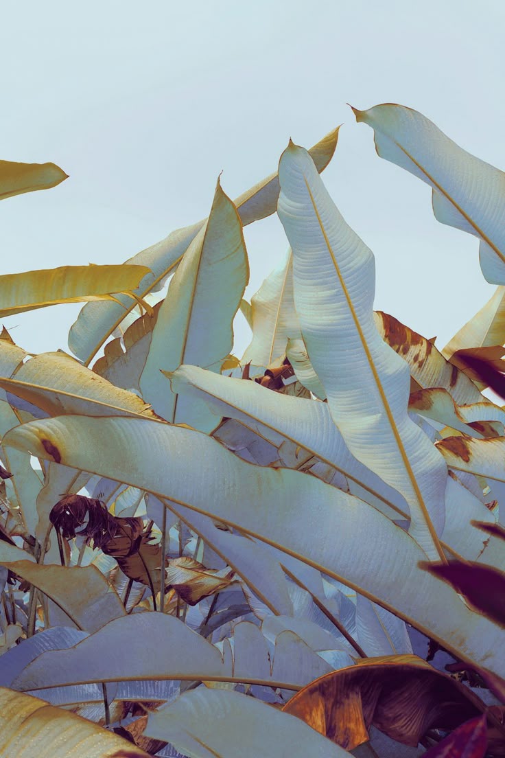 the image shows a closeup of large, stylized plant leaves, possibly banana leaves or a similar tropical variety. the colors are vibrant and somewhat surreal, with a mix of blue, gold, and brown hues creating a textured and patterned effect. the leaves are tightly packed together, obscuring the background and giving an abstract feel to the overall composition. some of the leaves appear to be drying or aging, with reddishbrown spots and edges adding to the visual interest. the image evokes a sense of tropical nature, emphasizing the beauty and complexity of plant life.