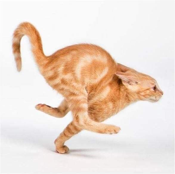 a cat with orange tabby markings is running. its back legs are bent and its front legs are outstretched. it looks as if it is doing a funny little dance. the cat is on a white background.