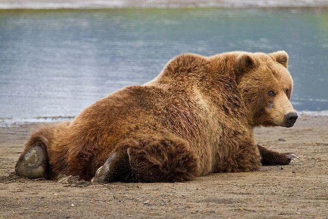 a large brown bear lies on its side on a sandy beach. the bear has its back to the camera, with its head resting on its paws. the bear is looking off to the side. the background is a blurry blue water, likely a lake or river. the photo was likely taken in alaska, where brown bears are common.  the bear's fur is a rich brown color, and its claws are visible.  it is a powerful and majestic creature.  the photo captures the bear's natural beauty and power.