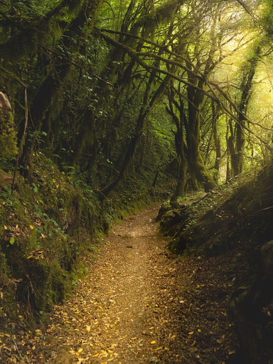 a dirt path winds through a lush forest, sunlight filtering through the canopy of trees. the path is covered with fallen leaves, and the surrounding trees and rocks are covered in moss. the scene evokes a sense of tranquility and mystery.