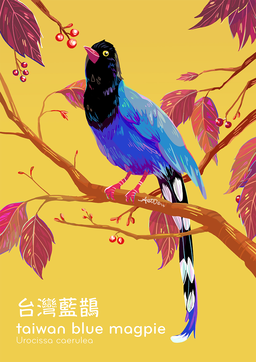 an illustration of a taiwan blue magpie perched on a branch with red leaves and berries. the background is a bright yellow. the bird is facing to the left and has its head turned slightly towards the viewer. the bird's plumage is a vibrant blue with black wings and head, and white markings on its tail.  the bird's name, "taiwan blue magpie" is written below it in english and chinese. the scientific name "urocissa caerulea" is also included.