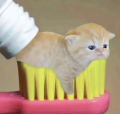 a closeup image of a small, fluffy cat with its head and body positioned on top of a toothbrush. the toothbrush is yellow with a pink handle and has a white toothpaste on it. the cat has a concerned look on its face, with its mouth slightly open, as though it has just been brushed with toothpaste. the scene appears humorous and playful, possibly suggesting that the cat is being given a playful tooth cleaning.