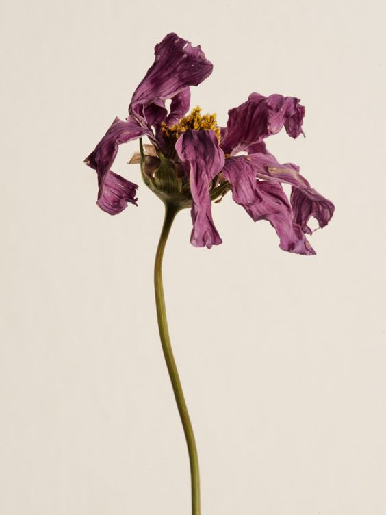 a single, wilted purple flower set against a minimalist cream background. the flower's delicate petals are curled and dry, showcasing a sense of fragility and the natural process of decay.