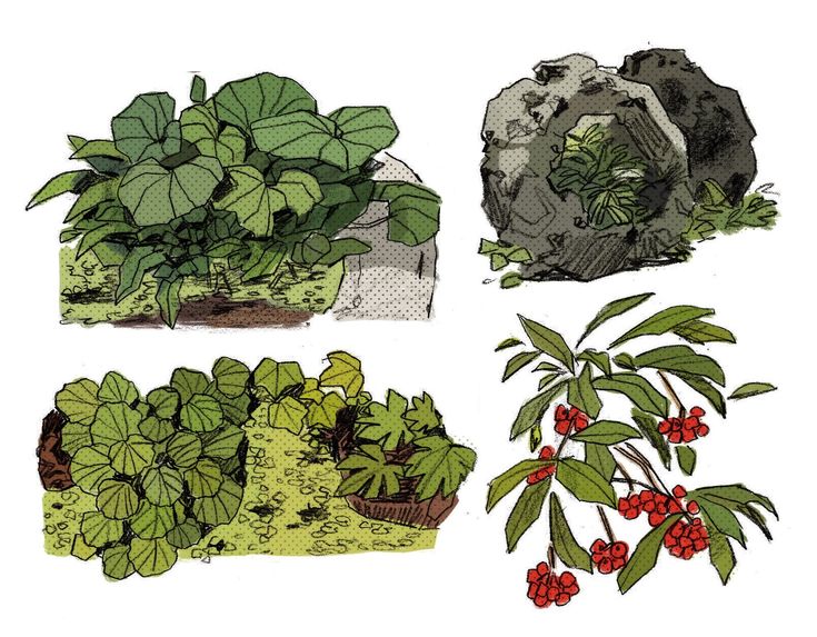 he image contains four separate illustrations of garden elements, all handdrawn in a style that blends line art with color washes.  the top left shows a lush clump of large, round, green leaves, possibly hostas or a similar plant, growing around a partially visible rock.  the top right depicts a large, grey rock with a smaller plant nestled within its crevices.  the bottom left shows another grouping of plants featuring dense, rounded green leaves, smaller than the top grouping and with hints of other plant species within the same bed. the bottom right shows a shrub with dark green leaves and clusters of small red berries. the style is loose and slightly sketchy, suggesting a quick study or design concept rather than a precise botanical rendering. the overall palette is muted greens, greys, and the vibrant red of the berries.