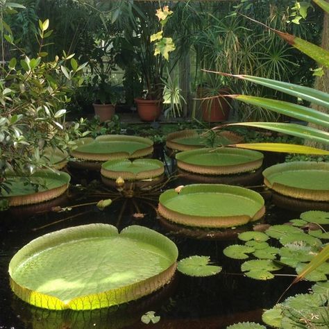 several giant water lilies with large, round leaves float in a pond inside a greenhouse. the leaves have upturned edges and prominent veins. surrounding the pond are various other plants, including potted plants and large leafy plants. the greenhouse is filled with natural light.