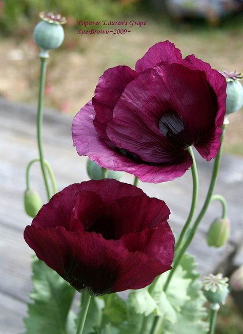 the image shows two papaver 'lauren's grape' poppy flowers in full bloom. the flowers are a deep, dark purple or burgundy color with darker centers. there are also several green buds and seed pods of the poppy plant visible, along with some green leaves. the flowers are in a garden setting and the background is blurred. the image is labeled "papaver 'lauren's grape' sue brown2009".