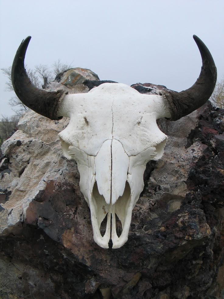 a closeup shot of a white bison skull with black horns on a rocky background. the skull is bleached white with some brown stains. the horns are long and curved. the skull is tilted slightly to the right. the rocks are a mixture of brown and gray.
