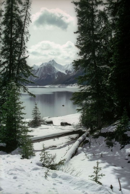 a landscape view of a lake and mountains framed by evergreen trees covered in snow. the water of the lake is calm, reflecting the light. snow covers the ground in the foreground, and a fallen log lies covered in snow. in the distance, snowcapped mountains rise under a cloudy sky.
