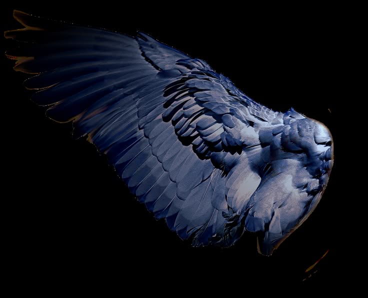 a closeup of a bird's wing, predominantly blue and gray, set against a black background. the feathers are detailed and prominent.