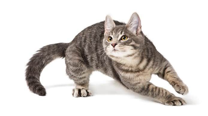 a gray and brown tabby cat is crouching on a white background, looking up with its big green eyes, ready to pounce.  its tail is curled and its paws are extended.  the cat's fur is soft and fluffy.