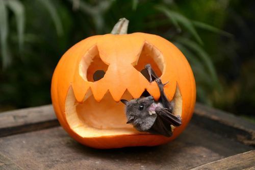 a closeup shot of a small bat nestled inside a carved halloween pumpkin. the pumpkin is a classic jacko'lantern design with a wide, toothy grin. the bat appears to be clinging to the inside of the pumpkin, its small body partially visible. the background is blurred but shows a lush green setting, suggesting an outdoor scene. the overall mood is whimsical and slightly spooky, combining the traditional halloween symbols with an unexpected animal encounter.