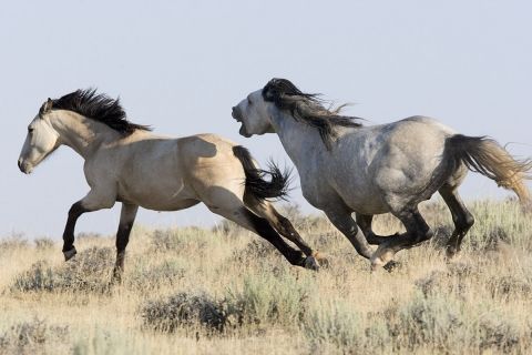 two wild horses, one brown and one gray, run through a grassy field. the brown horse is in the foreground and the gray horse is in the background. they are both running in the same direction, and their tails are flowing behind them. the grass is green and lush, and the background is blurred. the photo captures the beauty and power of these animals.