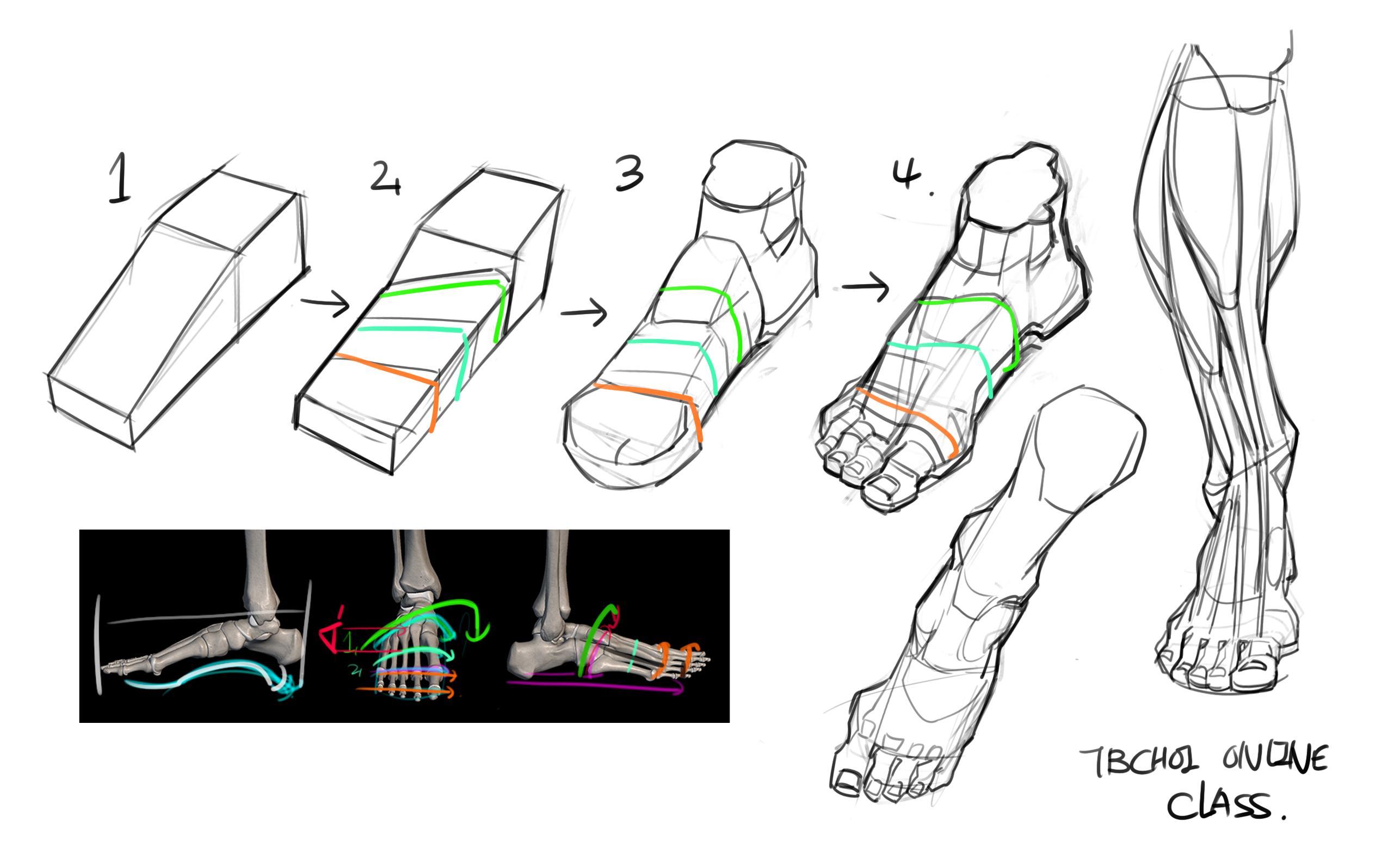 the image displays a drawing tutorial focused on rendering feet and legs.  it progresses through several stages.  the tutorial starts with basic 3d shapes (a rectangular prism) that are progressively refined to show the volume and underlying structure of a foot.  different colored lines indicate the planes and curves of the foot. there's a section showing a 3d anatomical model of the foot, emphasizing the bones and joints.  the tutorial culminates in a detailed drawing of a leg and foot incorporating the skeletal and muscular systems. the text "tbchol online class" is present, suggesting the source of the tutorial. the overall style is a combination of line art and anatomical study, intended for students of figure drawing.