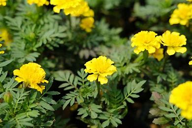 the image shows a cluster of bright yellow marigold flowers in full bloom. the flowers are surrounded by lush green leaves. the image is taken from an eyelevel perspective, and the lighting is bright and sunny, suggesting a garden or outdoor setting.