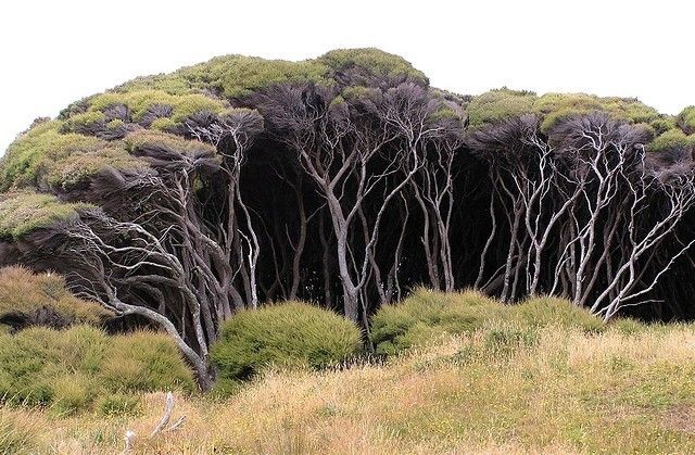 the image shows a dense area of trees and bushes on a hillside. the trees have white trunks and branches and are topped with green foliage. the foreground is filled with dry grass and lowlying bushes. the trees appear to be bent and shaped by the wind.