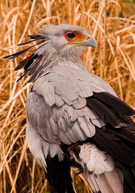 a closeup shot of a secretarybird in profile. the bird has predominantly gray feathers with black wing tips and black feathers on its legs. it has a red area around its eye and a yellowish beak. behind the bird is a background of dry, brown grass. the secretarybird is looking to the right side of the frame.