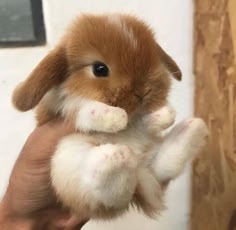 a small, brown and white bunny is being held in a hand. the bunny is very fluffy and has cute, big eyes. it has small, white paws and is looking at the camera with a sweet expression. it looks very soft and cuddly.