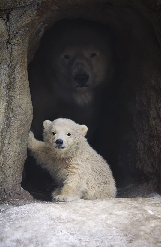 a white polar bear cub peeks out from a cave opening, looking directly at the camera. an adult polar bear's face can be seen in the shadows of the cave behind the cub. the cub's fur is fluffy and white, and its eyes are wide and innocent. the cave opening is dark and rocky. the scene is a beautiful and heartwarming display of the bond between a mother and her cub. the cub is curious and adventurous, while the mother is protective and watchful. the image is a reminder of the beauty and fragility of nature.