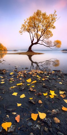a single willow tree stands on a small island in a calm lake. its golden leaves are reflected in the still water. the ground is covered with fallen leaves, suggesting autumn. the sky is transitioning from blue to pink and orange hues, indicating sunset. the overall scene exudes tranquility and peace.