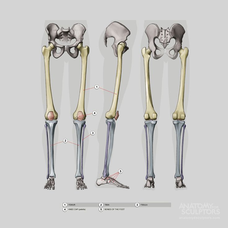the image presents three anatomical views of the human leg bones. from left to right: a front view of both legs, a side view highlighting the right leg, and a front view of the leg bones without the femurs. the bones are realistically rendered and labeled with their respective names: femur, tibia, fibula, knee cap (patella), and bones of the foot.  the background is a light gray, allowing the bone structures to stand out.