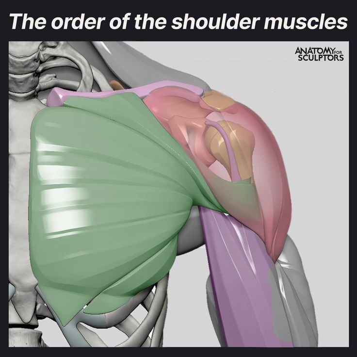 the image illustrates the order of muscles in the human shoulder from a side view. the muscles are layered and colorcoded for clarity. the skeletal structure of the shoulder, including the rib cage, scapula, and humerus, is also partially visible. the illustration is digitally rendered, with soft lighting to enhance depth and detail.