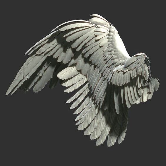 a pair of white, feathered wings set against a dark gray background. the wings are spread out, showcasing their intricate feather structure and delicate nature. the lighting highlights the details of the feathers, creating a sense of realism.