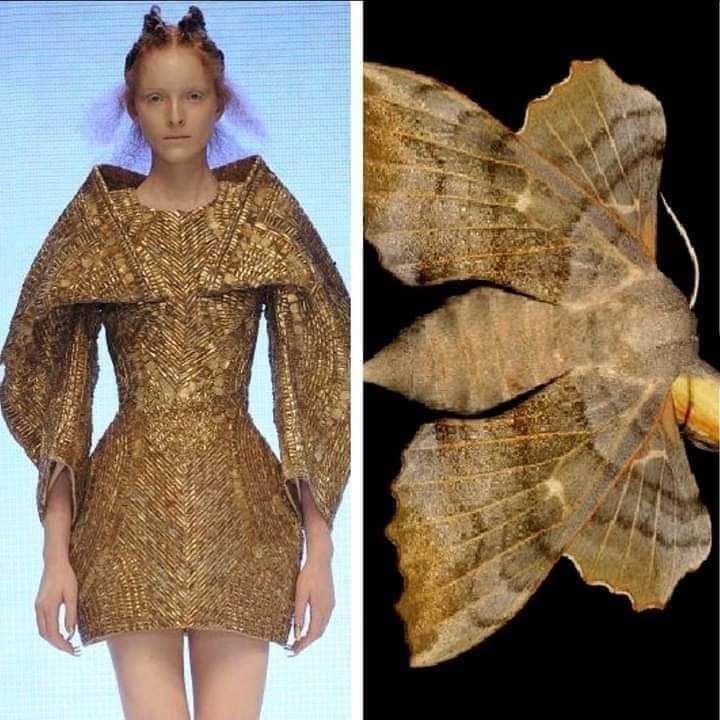 a woman wearing a gold dress that is inspired by the wings of a moth. the dress is a highfashion design that is both intricate and dramatic. the model's pose and the lighting create a sense of elegance and mystery.  the moth wings are a beautiful example of nature's intricate design.  the juxtaposition of the fashion and the nature is striking and thoughtprovoking.