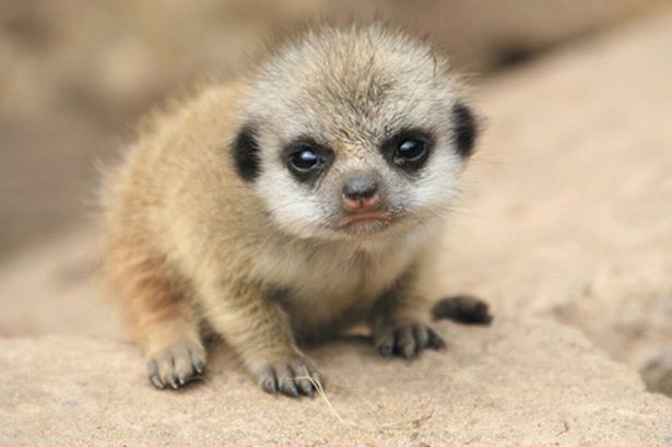 a closeup portrait of a baby meerkat. the meerkat is sitting on a sandy surface and looking directly at the camera with its big, dark eyes. it has a cute, furry face with a small pink nose and whiskers. its paws are visible in the foreground.