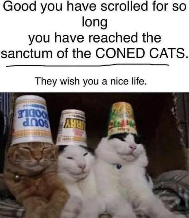the image shows three cats wearing soup and noodle containers on their heads. they're all looking at the camera. above the cats, there is a text that says "good you have scrolled for so long you have reached the sanctum of the coned cats. they wish you a nice life."  the image is a meme that is funny and cute.