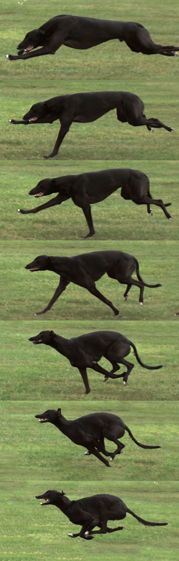 a black greyhound is running in the grass. the greyhound is running in a straight line and is in midstride. the greyhound is blurred because it is moving quickly. the grass is green and there is nothing else in the background. the greyhound is in the center of the image and is taking up most of the space.