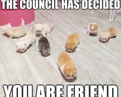 a meme image with a caption that says "the council has decided you are friend". the image shows a group of nine kittens, all in different colors and positions. the kittens are all looking at the camera, and they appear to be smiling. the background is a wooden floor.