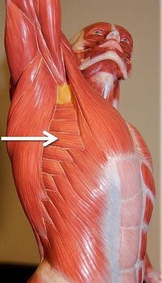 the image shows a closeup side view of a male anatomical model with the left arm raised, highlighting the serratus anterior muscle with an arrow. the model's musculature is meticulously detailed, revealing the intricate structure of the human body.