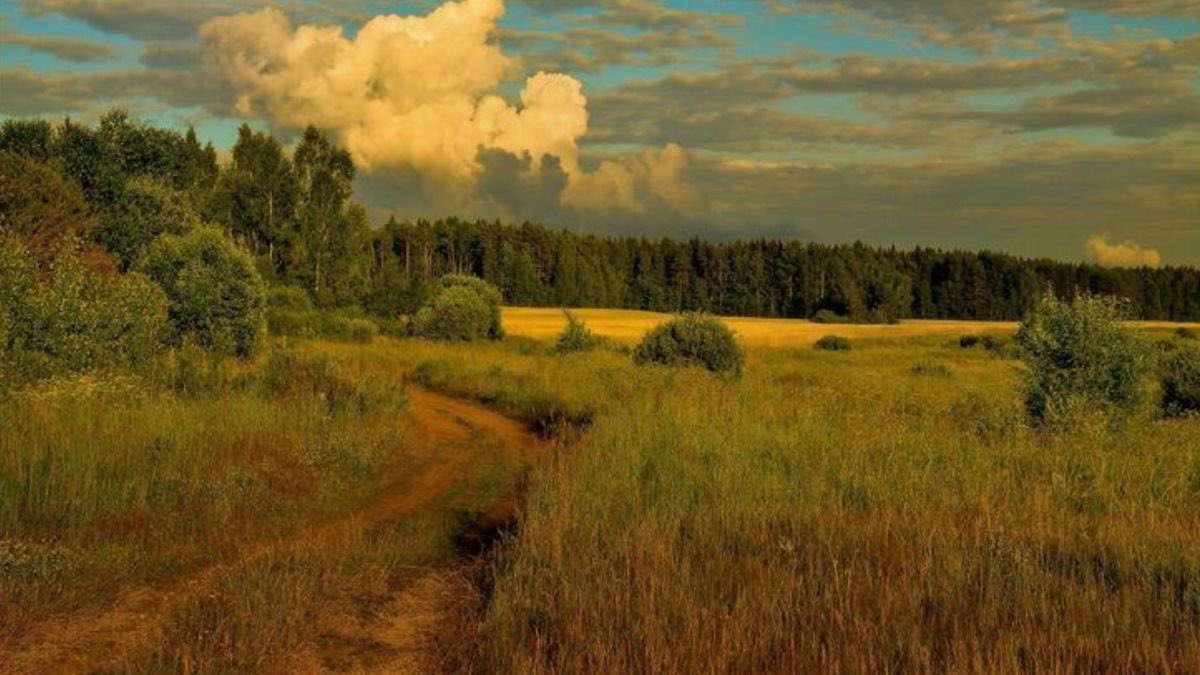 the image is a scenic landscape of a field with tall grass and a dirt road winding through it. in the background, there is a forest and a field that appears to be yellow crops under a sky filled with clouds. the image has a warm, golden tone suggesting that it might be taken during the golden hour. the overall impression is one of peace and tranquility in a rural setting.