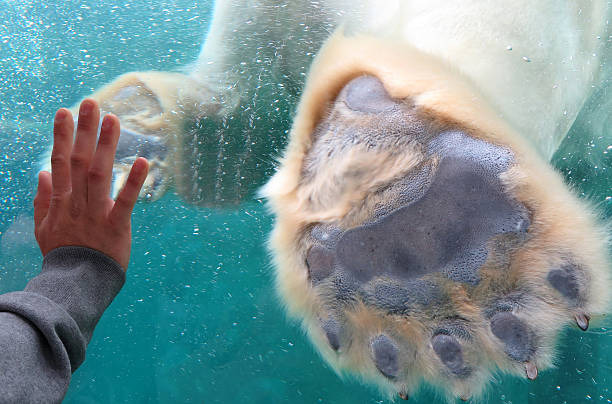 the image shows a closeup view of a polar bear's paw submerged in water behind a glass pane. a human hand reaches out to touch the paw from the other side of the glass, creating a sense of proximity and interaction between human and animal. the bear's paw is detailed, showing the fur, claws, and pads. the water is slightly bubbly, adding to the underwater feel. the overall color palette is dominated by teal water and the offwhite and grey of the bear's fur and the person's sleeve.  the photo emphasizes the size and texture of the bear's paw contrasted against the smaller human hand.