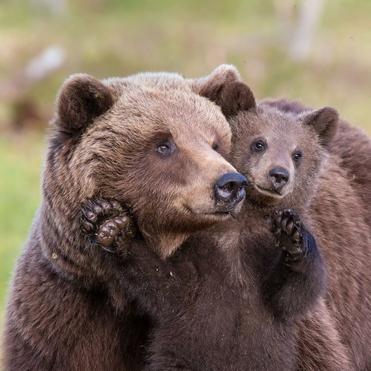 a heartwarming closeup shot captures a mother brown bear tenderly embracing her cub. the mother bear's fur is a rich, dark brown, and she's cradling her young one protectively. the cub's face is visible, showing its innocent and endearing expression. the background is softly blurred, emphasizing the subjects and creating a peaceful ambiance. the image evokes a sense of warmth, love, and the powerful bond between a mother bear and her offspring in their natural habitat.