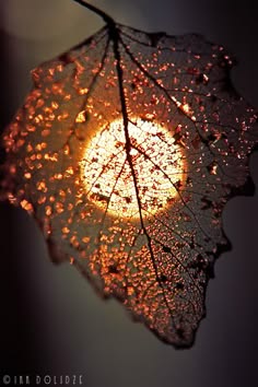 a closeup shot of a leaf backlit by the setting sun. the leaf is delicate and intricate, with a lot of veins and patterns. the light shines through the leaf, creating a warm and glowy effect.