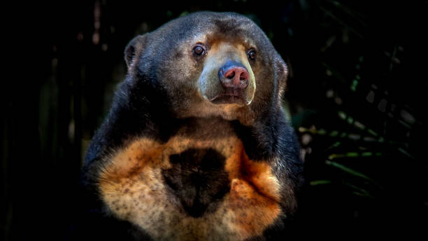 a sun bear, a small bear species found in southeast asia, is looking directly at the camera. it is a closeup portrait of the bear's face, showing its black fur, brown eyes, and small, round ears. the bear's face is illuminated by a light source coming from the front, making the fur and eyes appear brighter. the background is dark and blurry, making the bear stand out as the main subject of the image. the bear's expression is inquisitive and curious, as if it is wondering about the photographer.
