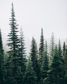 a group of evergreen trees, mostly pine and fir, stand tall in a forest. the sky is overcast and the lighting is soft and diffused. the image is taken from eye level, giving the viewer a sense of being amongst the trees.