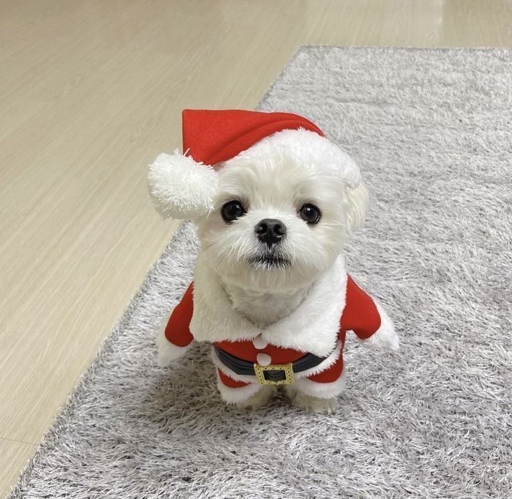 a small white dog wearing a santa claus costume is looking at the camera. it is sitting on a fluffy gray rug. the dog has a white fur and a cute facial expression.  the santa hat and costume is red with white fur trimming and a black belt with a gold buckle.  the dog looks adorable and happy.
