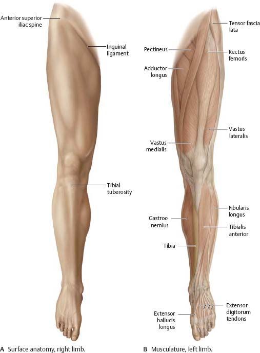 the image presents a detailed anatomical illustration of the human leg from two perspectives: surface anatomy and musculature. the left side showcases the superficial muscles and tendons, while the right side reveals the underlying bone structure. key anatomical features are labeled, including the tensor fascia lata, rectus femoris, vastus lateralis, tibialis anterior, gastrocnemius, extensor digitorum tendons, extensor hallucis longus, tibial tuberosity, adductor longus, pectineus, inguinal ligament, vastus medialis, fibularis longus, tibia, and anterior superior iliac spine.