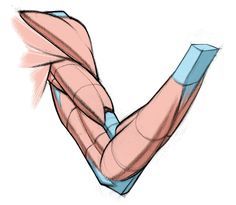 this illustration shows a detailed anatomical drawing of a human arm, highlighting the muscular structure. the muscles are rendered with shading and contour lines, emphasizing their form and volume. certain muscle groups are highlighted in blue, drawing attention to their placement and connection points.  the image is presented against a white background, focusing solely on the anatomical details.