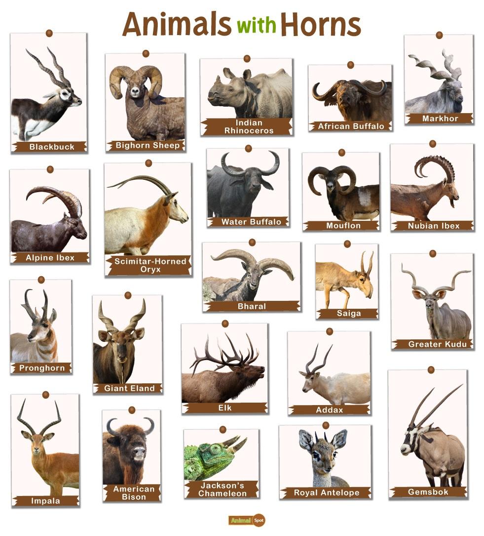 the image is a chart of animals with horns. the chart is organized into a grid with each animal's image and name displayed in a separate box. there are 21 animals in the chart, including the blackbuck, bighorn sheep, indian rhinoceros, african buffalo, markhor, alpine ibex, scimitarhorned oryx, water buffalo, mouflon, nubian ibex, bharal, saiga, pronghorn, giant eland, elk, addax, greater kudu, american bison, jackson's chameleon, royal antelope, and gemsbok. the chart is educational in nature and is designed to teach about different animals with horns.