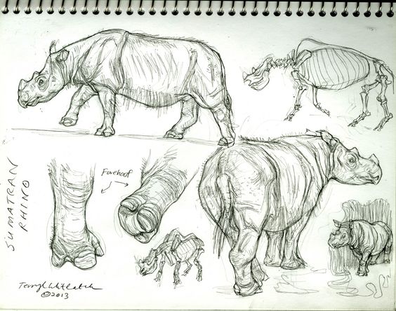 this image consists of several sketches of a sumatran rhino in different poses.  it includes a side view of a complete rhino, a skeleton, a closeup of the rhino's feet, and a front view of a rhino.  all of the sketches are done in pencil and appear to be from a sketchbook.