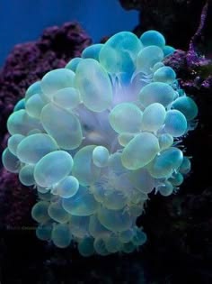a vibrant underwater closeup of a coral reef with blue and green colors. the coral is a beautiful and colorful display of nature. the photo is taken from an upclose perspective, showcasing the intricate textures and patterns of the coral. the image is both abstract and beautiful, capturing the wonder of the underwater world.