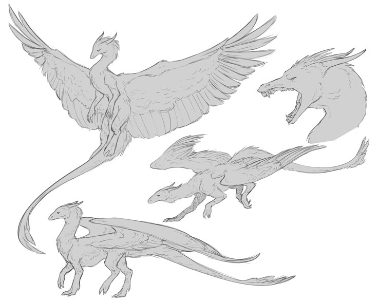 the image is a sketch featuring different poses and views of a dragonlike creature. there's a dragon with large feather wings in a flying pose, a head shot of a dragon with its mouth open, a dragon in a leaping or running pose, and another dragon standing on the ground. all sketches are done in a light gray color.